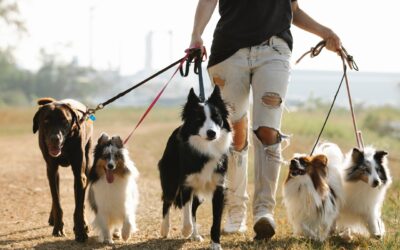 Why You Need Road Dogs and How to Cultivate Them